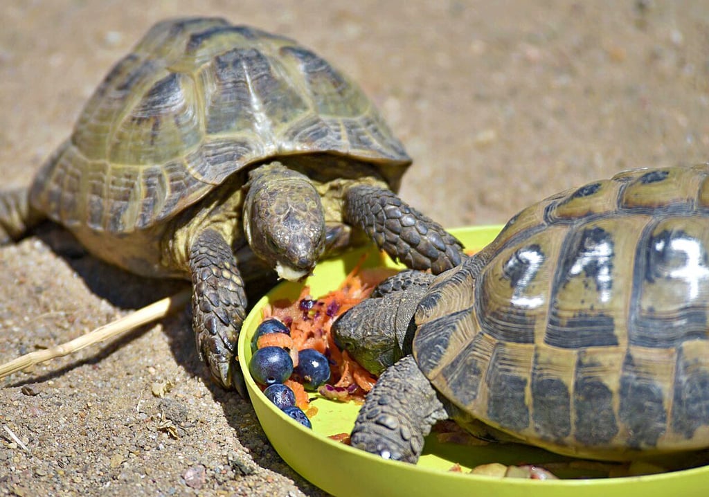 Die Schildkröten fühlen sich wohl in ihrem neuen Gehege.