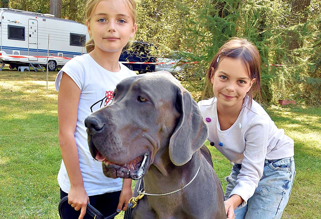 Donatella vom Drömlingshof ist ein absoluter Hingucker. Mit ihrer edlen Ausstrahlung wirkt die Dogge wie eine fein gemeißelte Statue. Die Hündin hat die Herzen von Martha (l.) und Luisa erobert.