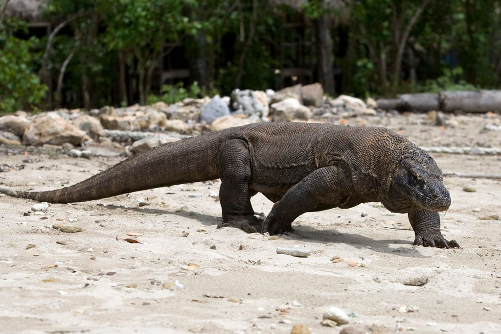 Ein Komodowaran - die Existenz der Art ist stärker bedroht als bisher angenommen.