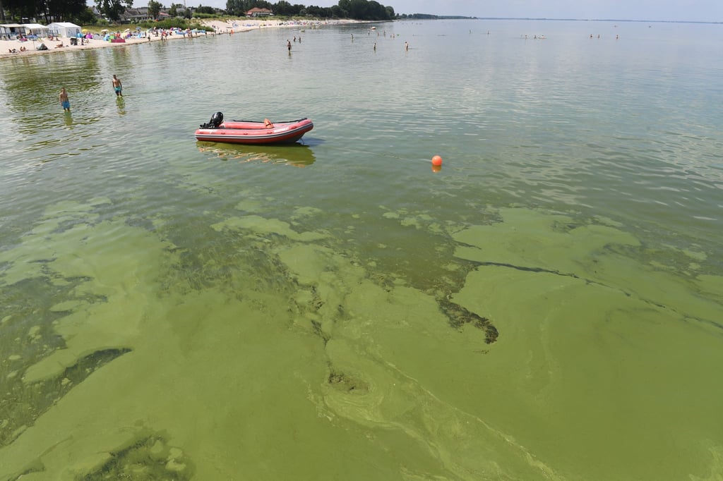 Grünalgen treiben im Wasser am Strand von Lubmin. Neben hohen Wassertemperaturen ist auch die Überdüngung der Ostsee durch die Landwirtschaft eine Ursache für das Algenwachstum.