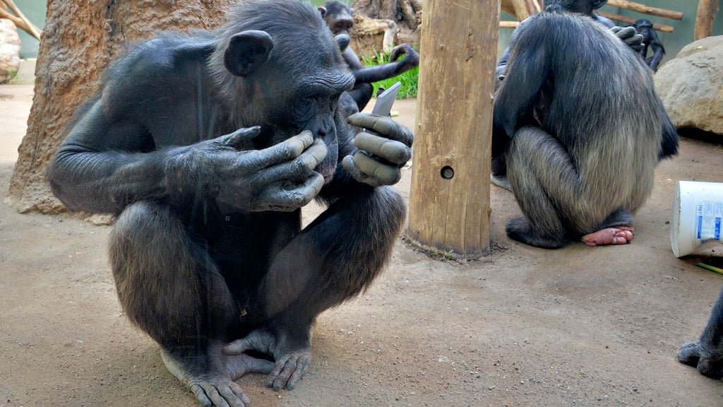 Schimpanse Mufasa aus dem Zoo Magdeburg schaut sich im Spiegel an. Unter anderem sollen das Affenhaus umgestaltet und eine neue Freianlage eingerichtet werden.