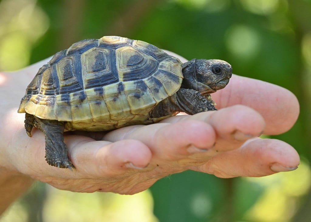 Eine noch junge Griechische Landschildkröte. Landschildkröten können über 100 Jahre alt werden.