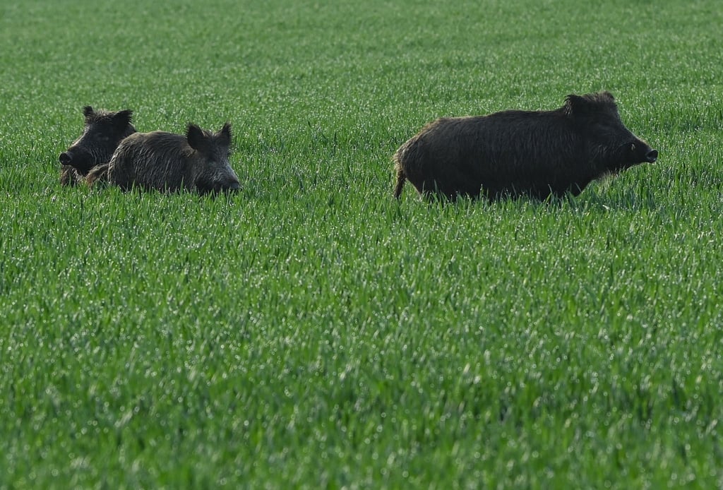 Drei Wildschweine stehen am frühen Morgen in einem grünen Getreidefeld.
