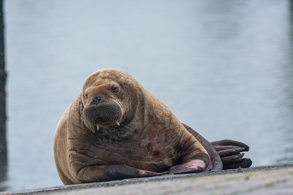 Ein Walross liegt auf der Nordsee-Insel Spiekeroog.