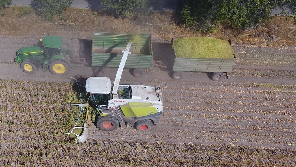 Maisernte für die Produktion von Biogas.