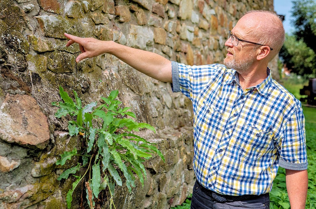 Sanierungsbedarf an der Barbyer Stadtmauer: Barbys Bauamtsleiter Holger Goldschmidt deutet auf Schadstellen im Bereich des Fischertores.
