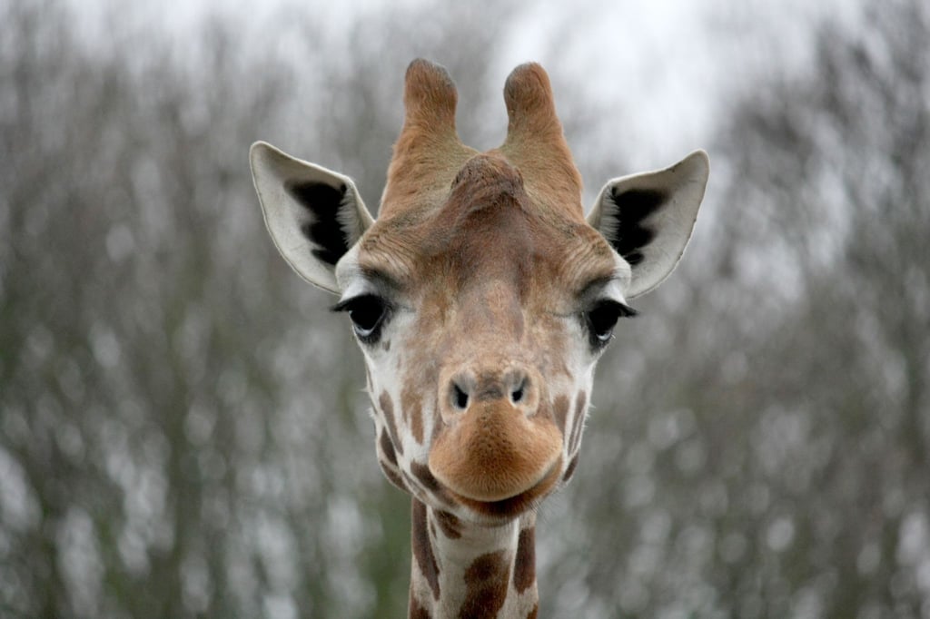 Eine Giraffe steht in einem Tierpark.