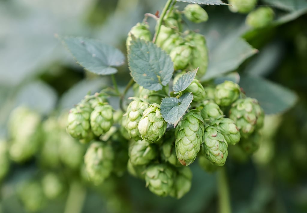 Hopfen wächst im Hopfengarten der Agrargenossenschaft Baalberge e.G.