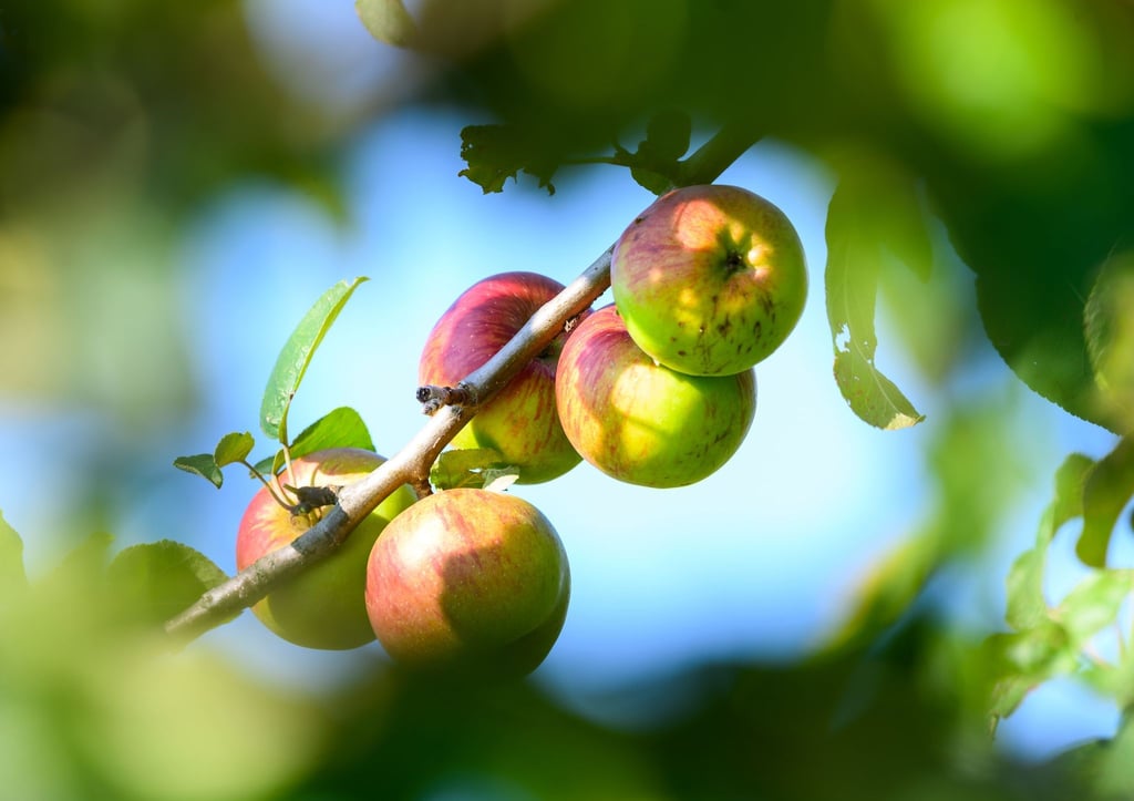 Äpfel hängen auf einer Streuobstwiese am Baum.