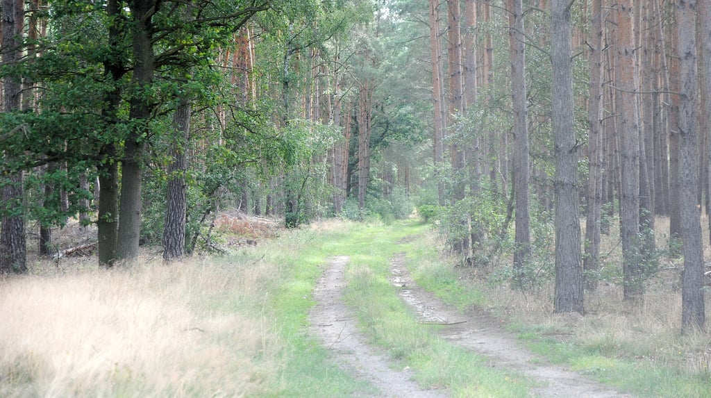 Der Verlängerung des Jeebener Kirschwegs durch den Wald in Richtung Hohentramm-Poppauer Weg würden viele Einwohner der betroffenen Ortschaften und Jäger bei einem geförderten Ausbau den Vorzug geben.