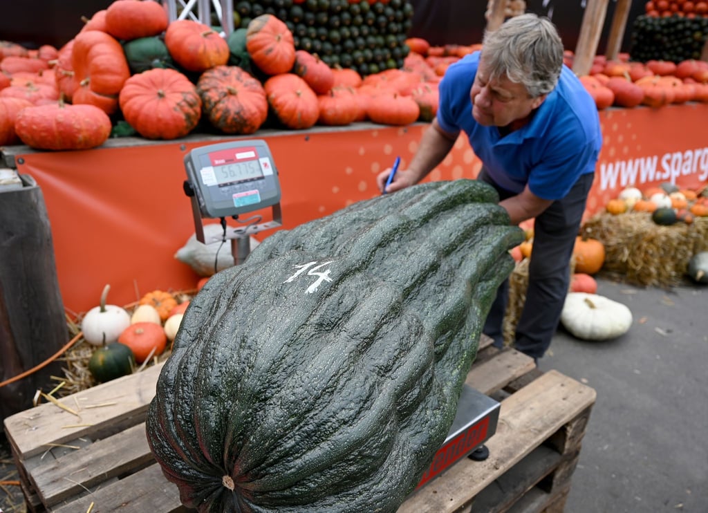 Stolze 56,75 Kilo brachte diese Zucchini auf die Waage - ein neuer deutscher Rekord.