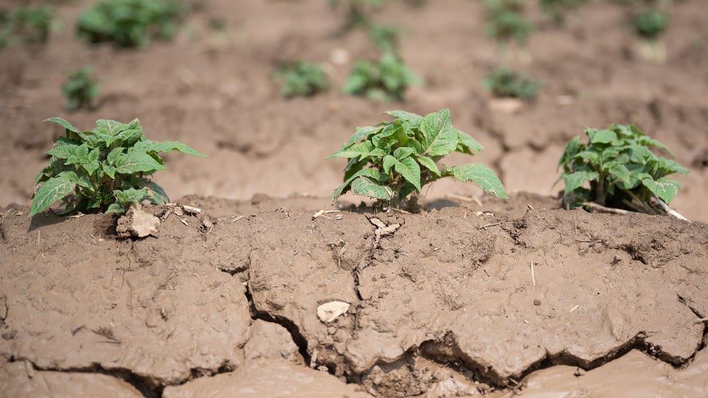 Immer mehr Menschen in Deutschland sorgen sich über die Folgen des Klimawandels.