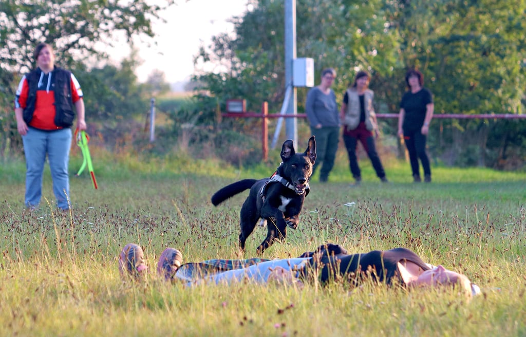 Der siebenjährige Labrador-Mix Jani von Lisa Kleinsteuber (links) im Training bei der Hundestaffel Lützen.
