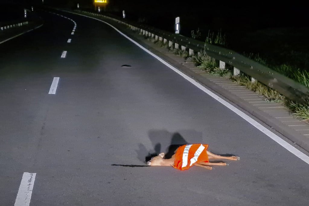 Ein totes Reh liegt auf der Straße bei Fischbachtal-Niedernhausen in der Nähe von Darmstadt. Unbekannte haben eine Warnweste darüber gelegt.