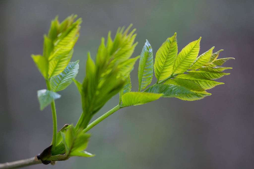 Ein junger Baum (Symbolbild)