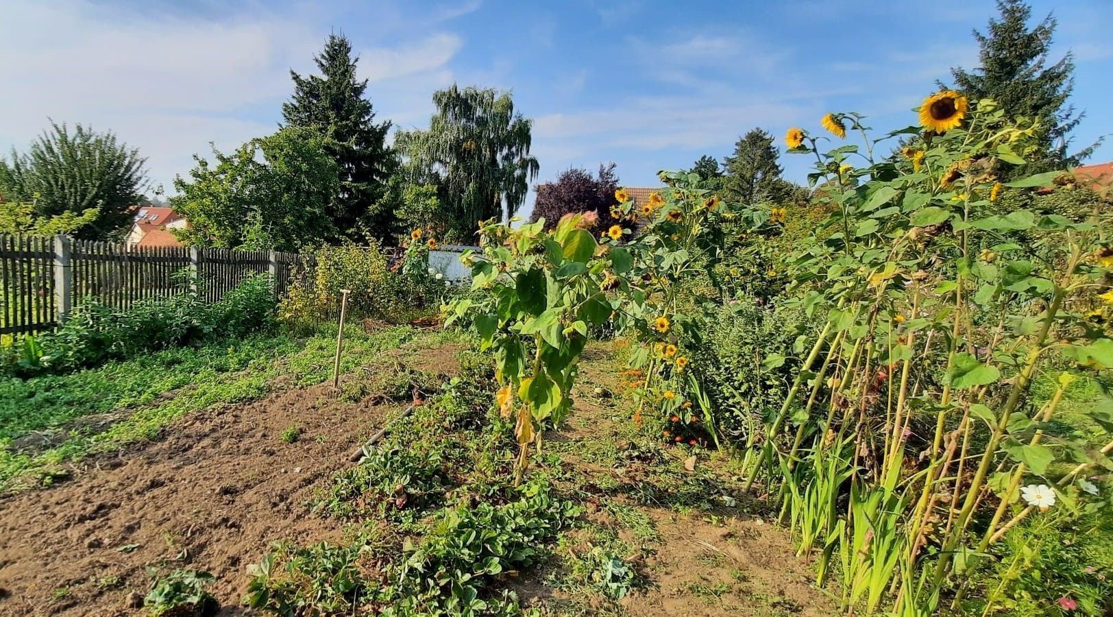 Gärtner im Harz gibt Tipps Was im Herbst im Garten gepflanzt werden kann