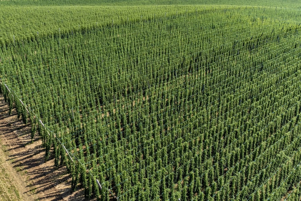 An den rund sieben Meter hohen Anlagen wächst der Hopfen an Drähten nach oben.