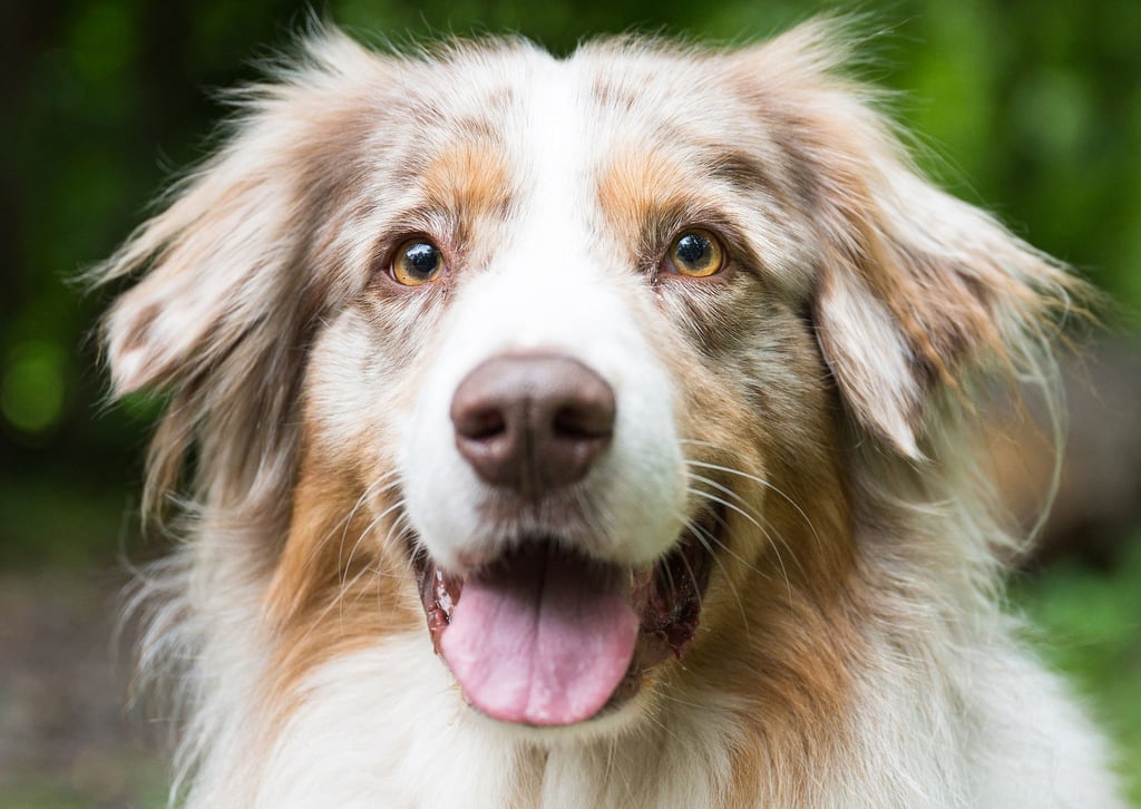 2,7 Prozent mehr Hundesteuer gab's 2020 für Deutschlands Städte und Gemeinden.