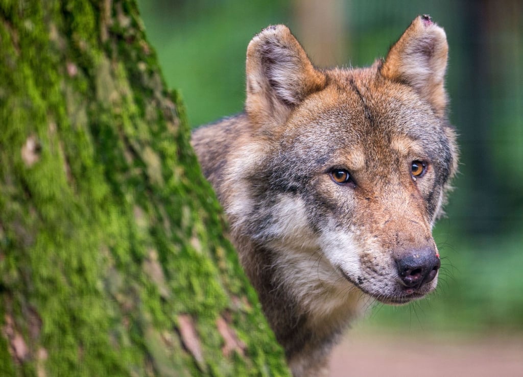 Wölfe sind Raubtiere, deren natürliches Verhalten bei Menschen meist eine Verunsicherung auslösen.