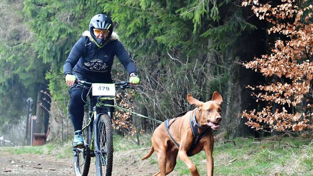 Beim Bikejöring ist der Hund mit einer Zugleine mit dem Geländerad verbunden. Auch diese Sportart findet immer mehr Anhänger. Am ersten Oktoberwochenende zeigen Sportler aus allen Teilen Deutschlands rund um Hüttenrode ihr Können.