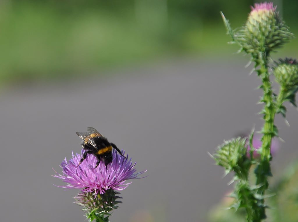 Mit der Wildblumenwiese soll Insekten eine Nahrungsquelle geboten werden, so das Ziel des Projektes in Neu-Olvenstedt.