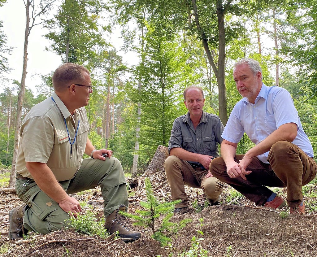 Revierförster Uwe Robitzsch, Heidevereinsvorsitzender Axel Mitzka und Chemiepark-Chef Patrice Heine (v.l.) begutachten Aufforstungen.