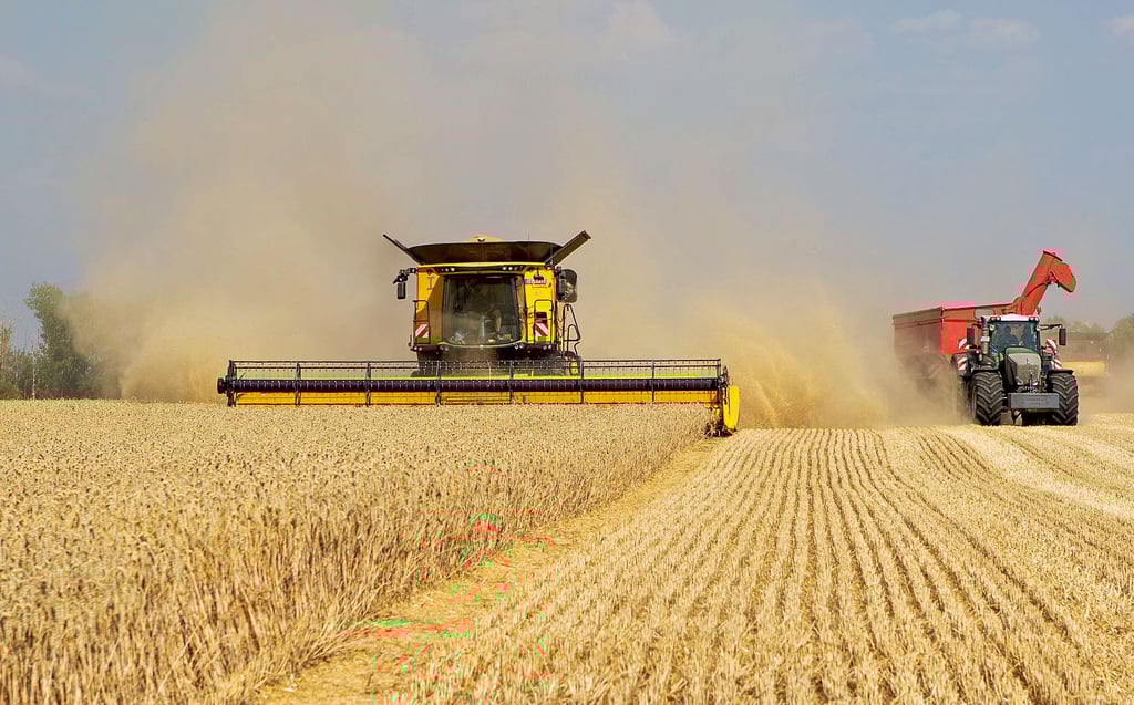 Die Getreideerträge - hier ein Foto von einer vorherigen Ernte auf einem Feld bei Geußnitz - sind nicht optimal, aber besser als in den Vorjahren.
