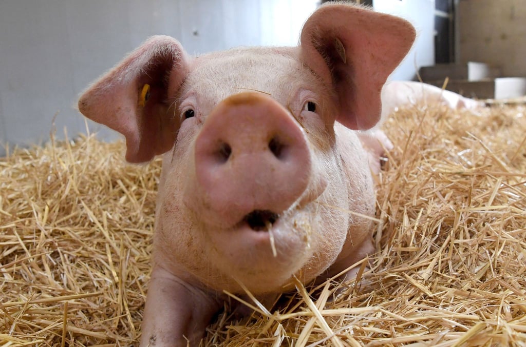 Rund 260.000 Tonnen Schweinefleisch sollen in Deutschland aktuell auf Lager sein.