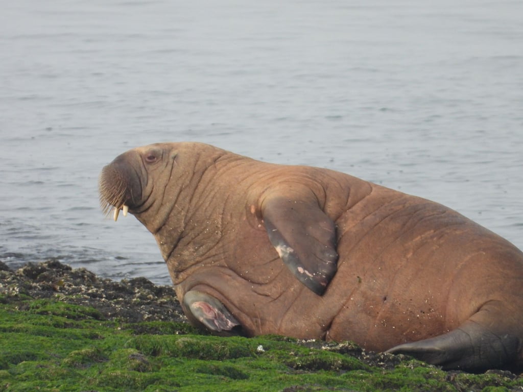 Ein Walross liegt auf der Nordsee-Insel Baltrum.