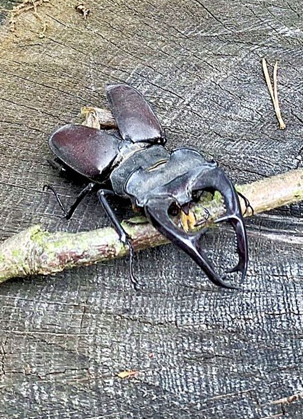 Hirschkäfer sollen sich ansiedeln.
