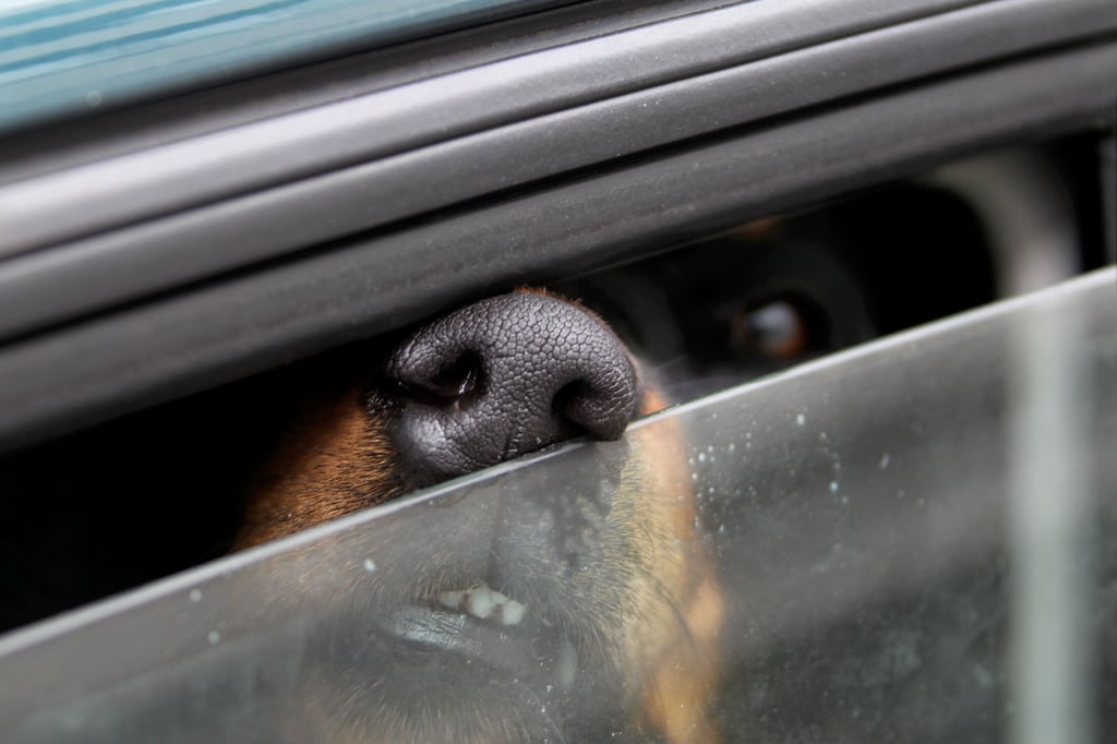 In Magdeburg waren zwei Hunde lange in einem Auto eingesperrt, weil der Halter sich nicht mehr erinnern konnte, wo er es am Abend zuvor abgestellt hat.