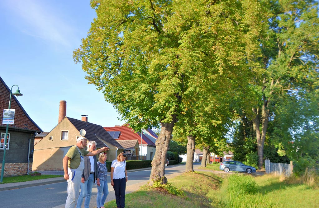 Markus Wiemann, Martin Knof, Anne-Kathrin Albrecht und Urte Ohnesorge fürchten um den Erhalt der Linden, die an der L77 stehen.