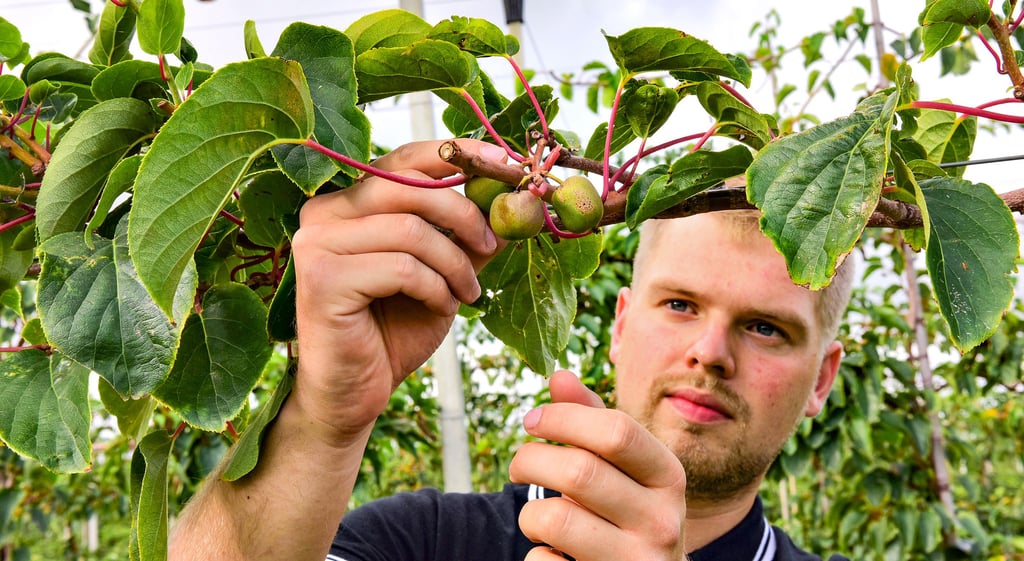 Obstbauer Roman Langels aus Aseleben ist zufrieden mit seiner ersten Kiwibeerenernte.