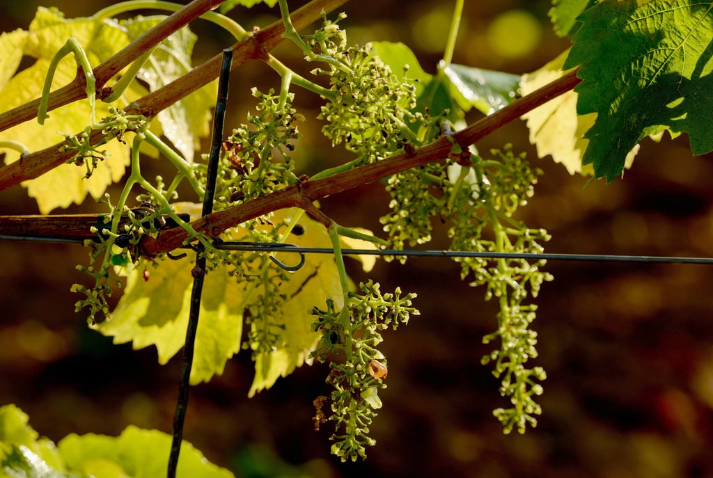 Am 25. September lädt die Weinmanufaktur ab 14 Uhr zum Herbstfest am Jessener Gorrenberg ein.