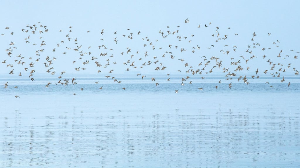 Sandregenpfeifer, Alpenstrandläufer und andere Zugvögel fliegen über das Wattenmeer der Nordseebucht Jadebusen.