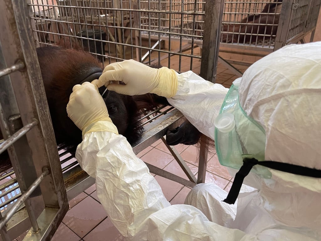 Ein Mitarbeiter entnimmt eine Nasenabstrichprobe von einem Orang-Utan für einen Coronatest.