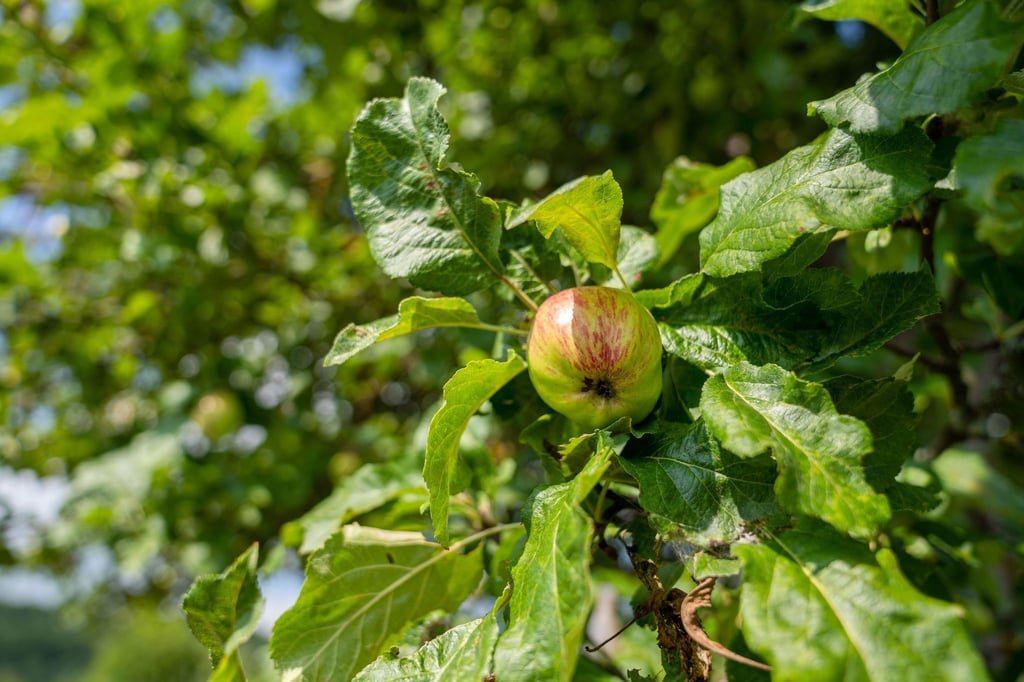 Ein Apfel ist an einem Baum zu sehen.