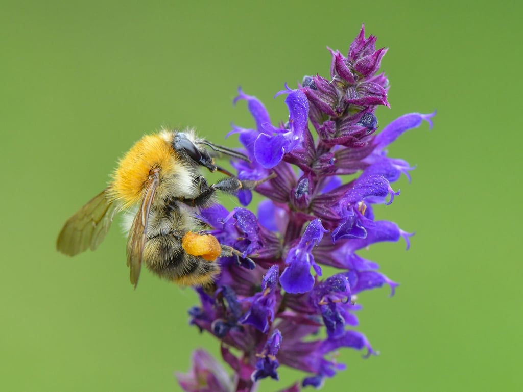 Eine Ackerhummel (Bombus pascuorum) sucht auf einer Pflanze in einem Garten nach Nektar.