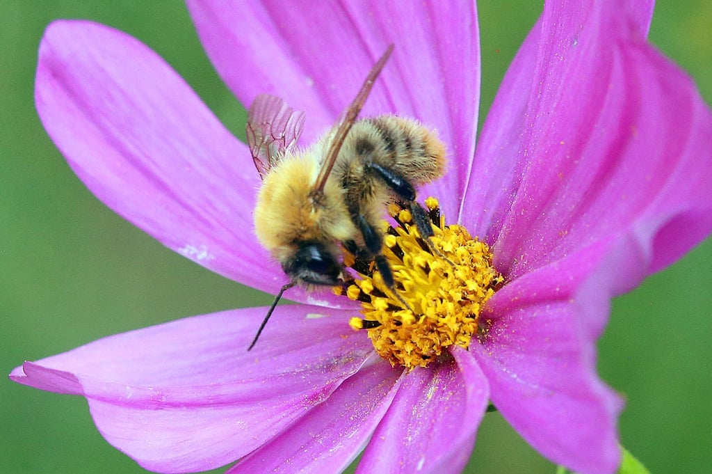 Eine Biene sitzt auf einer Blume.