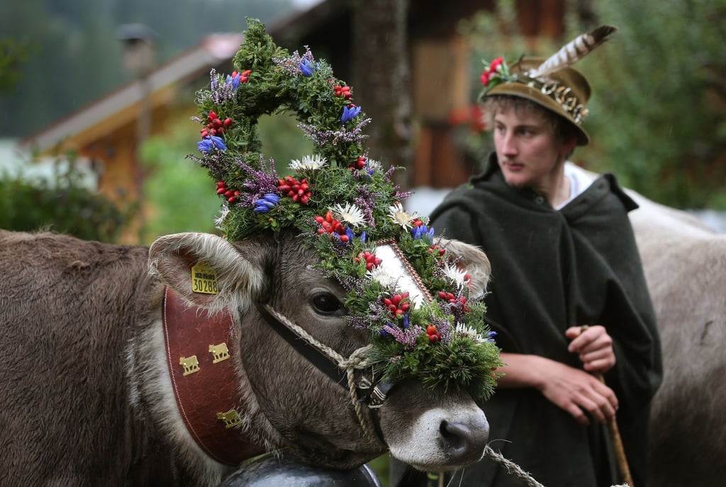 Ein Hirte steht beim Viehscheid im Allgäuer Ostrachtal neben einer gekränzten Kuh.