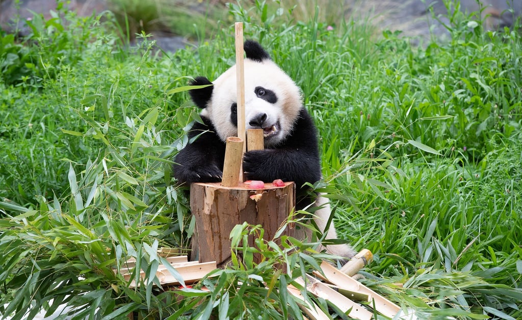 Paule, einer der beiden jungen Pandas im Berliner Zoo, läßt sich Bambus von der Geburtstagstorte schmecken.