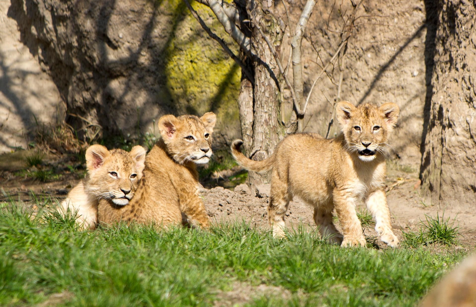 Keine Ausgangssperre - der Löwen-Nachwuchs erkundet die Löwensavanne im Zoo Leipzig.