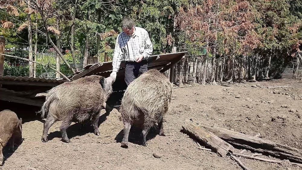 Tierfreund Jens Rennecke hat die Wildschweine Willi und Berta selbst großgezogen.