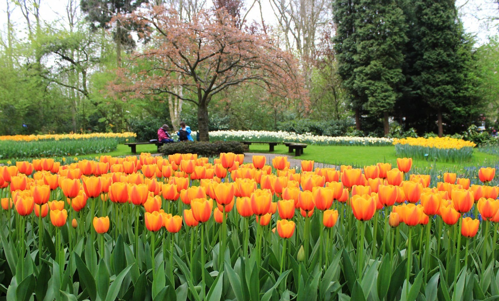 Mehr als sieben Millionen Frühblüher sind auf dem Keukenhof in Lisse zwischen März und Mai zu sehen - darunter viele Tulpen.