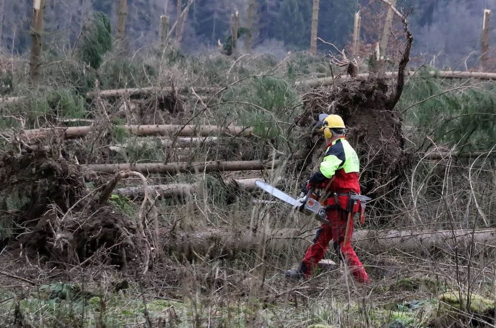 Nach dem Sturm „Friederike” Anfang 2018 mussten im Harz zahlreiche umgestürzte Bäume beseitigt werden.