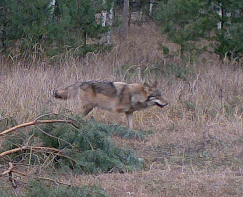 Wölfin in der Oranienbaumer Heide