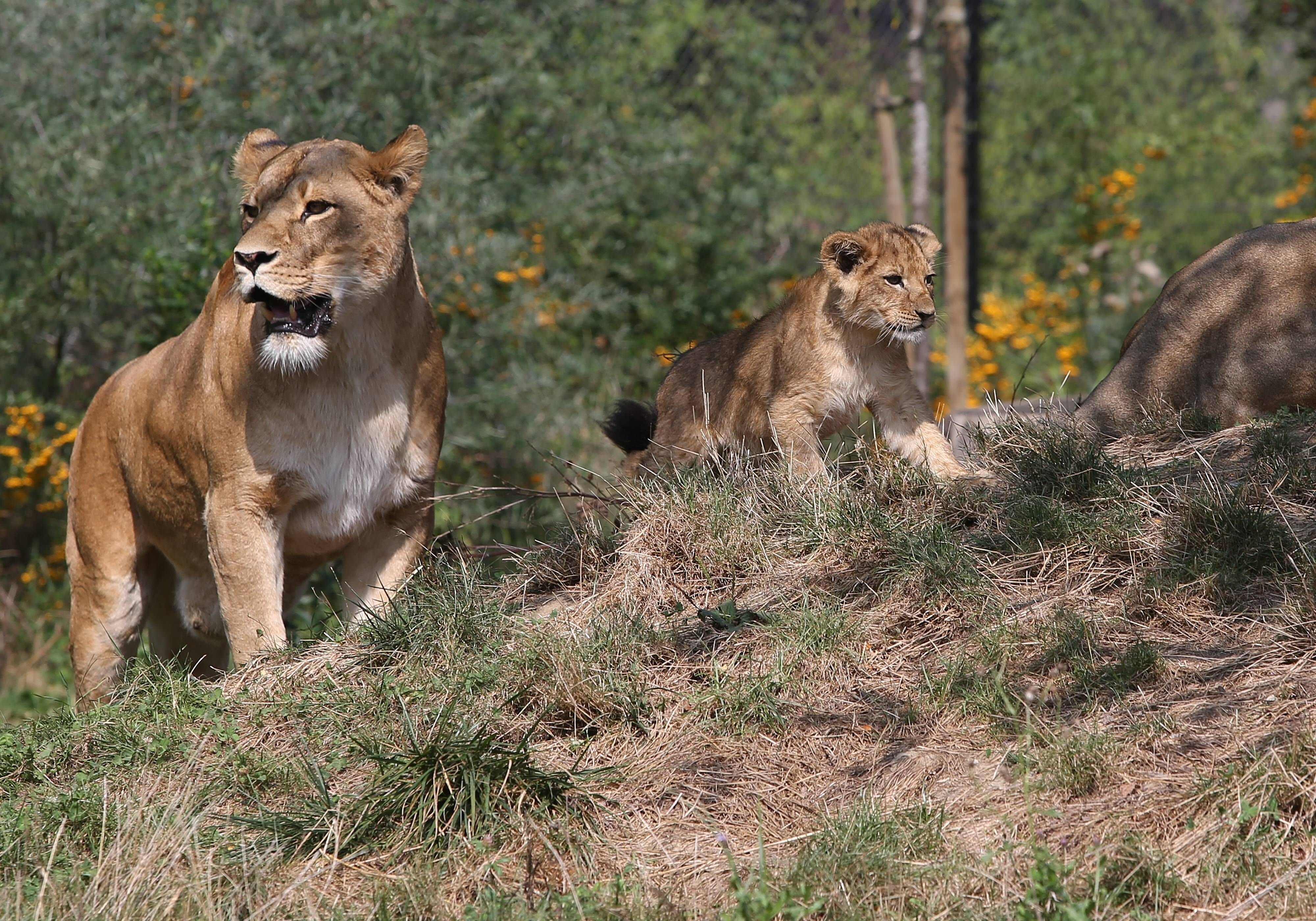 Löwen im Freigehege eines Tierparks.