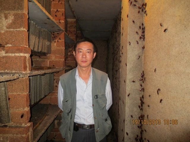 Kakerlaken-Züchter Zhang Jianjun bekommt für ein Pfund der Tiere rund 6,60 Euro.