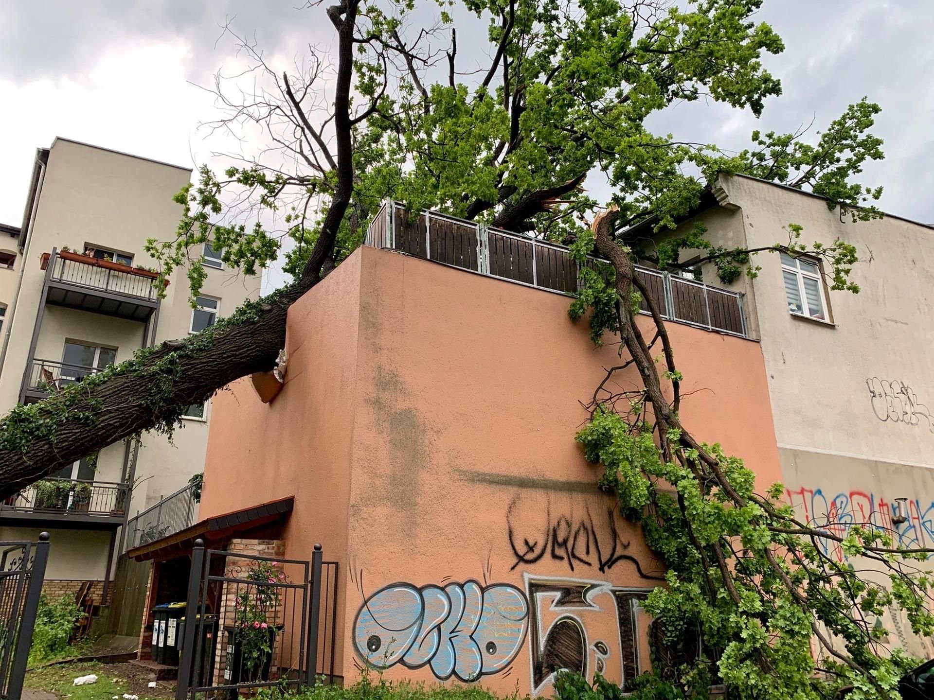 In der Großen Brunnenstraße krachte eine mächtige Eiche in ein Wohnhaus.