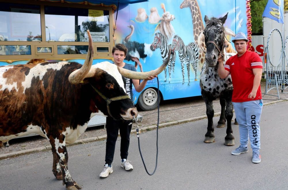 Der Zirkus Aeros gastierte bis Dienstag in Sangerhausen. Nun spricht sich der Tierschutzverein Sangerhausen deutlich für ein Wildtierverbot in Zirkussen in der Region aus.